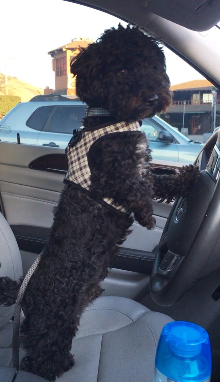 Noah Marcel, a Poodle (Small) and Bichon Frise mix tested with EmbarkVet.com