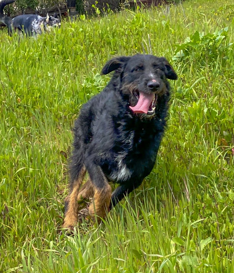 Boots, a Poodle (Standard) and Belgian Malinois mix tested with EmbarkVet.com