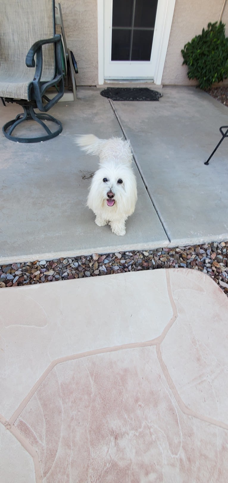 Snowy, a Poodle (Small) and Chihuahua mix tested with EmbarkVet.com