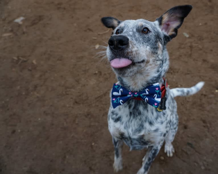 Banjo, an Australian Cattle Dog and Chow Chow mix tested with EmbarkVet.com