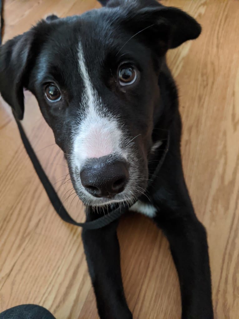 Teddy, a Siberian Husky and American Pit Bull Terrier mix tested with EmbarkVet.com