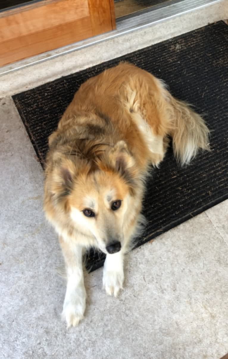 Amber, an Australian Cattle Dog and German Shepherd Dog mix tested with EmbarkVet.com