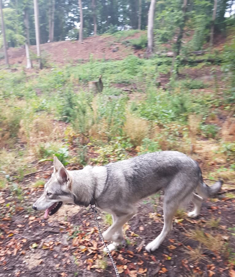 Ishtar (Estrella v.d. Scheldeschorre), a Saarloos Wolfdog tested with EmbarkVet.com