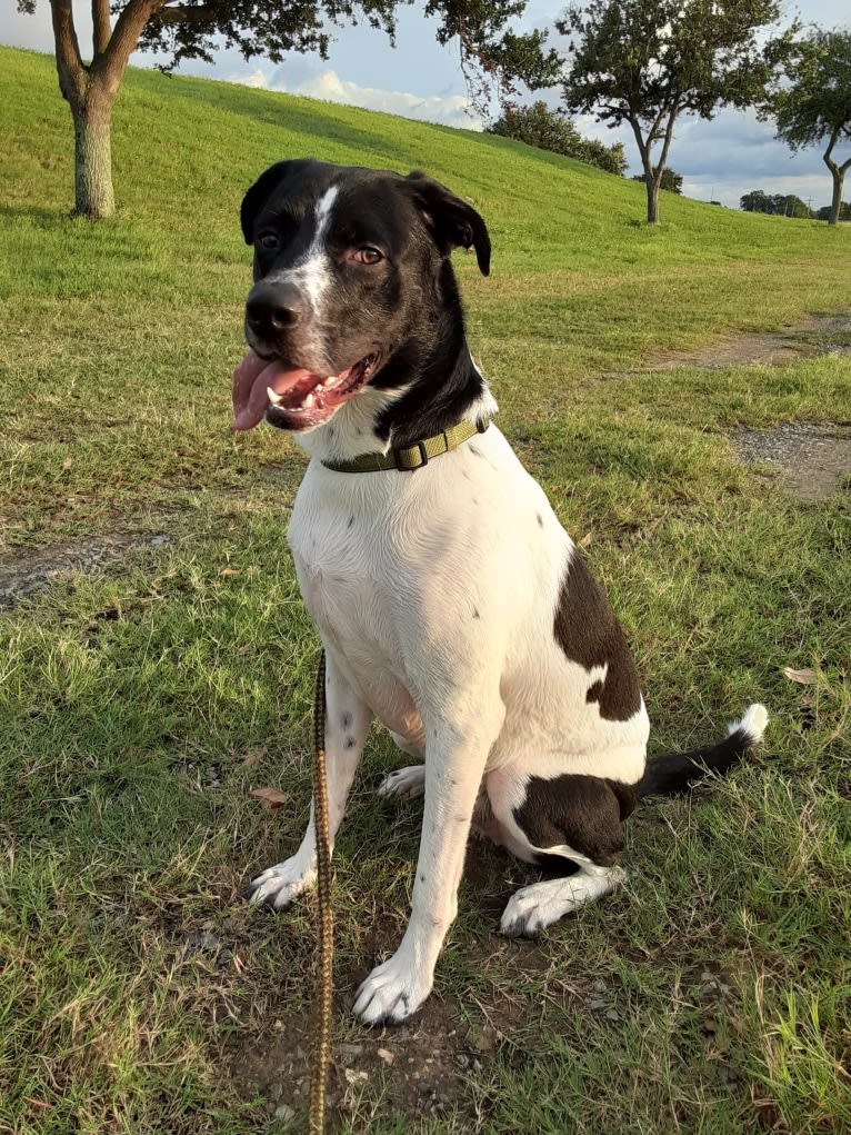 PATIENCE, a Labrador Retriever and American Pit Bull Terrier mix tested with EmbarkVet.com