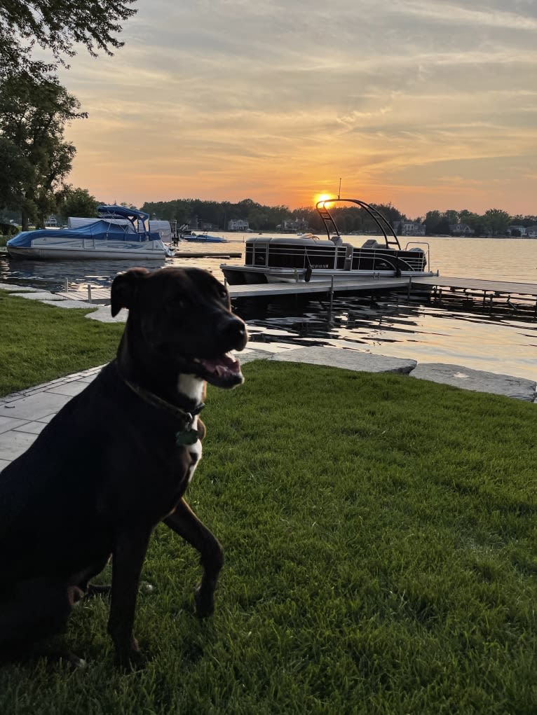 Axel, a Staffordshire Terrier and Rottweiler mix tested with EmbarkVet.com