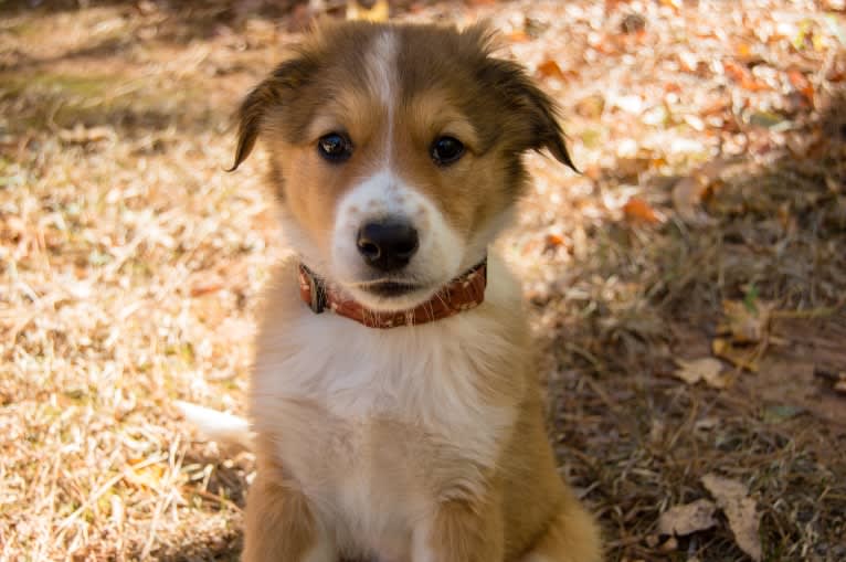 Mac, an English Shepherd tested with EmbarkVet.com