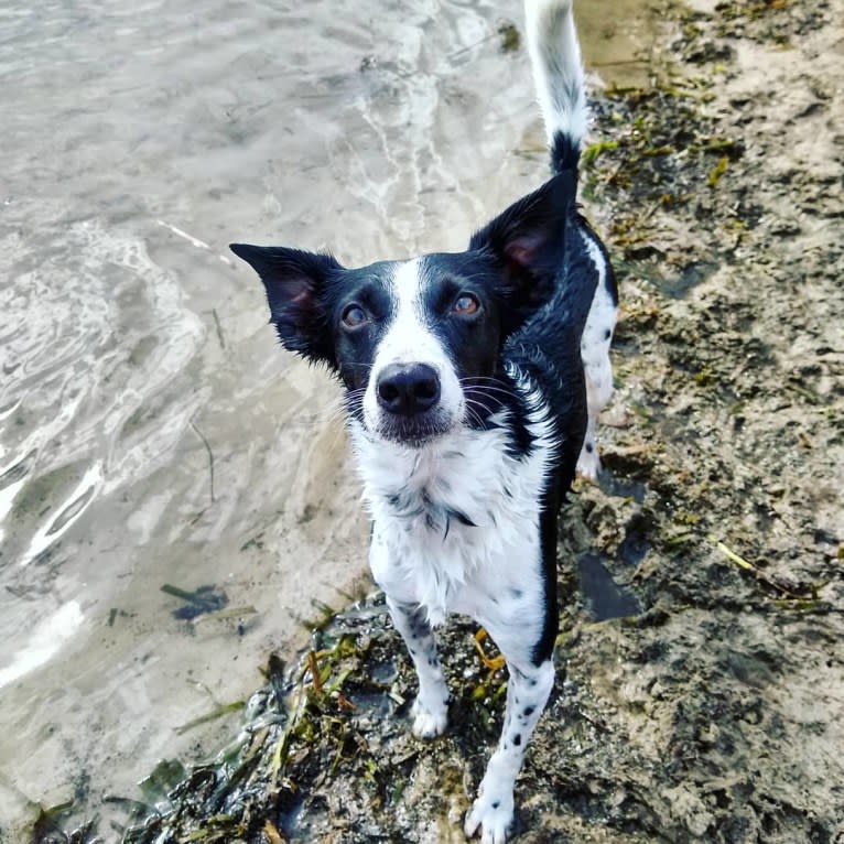 Luca, a Labrador Retriever and Australian Cattle Dog mix tested with EmbarkVet.com