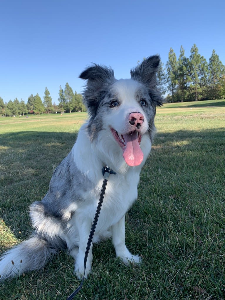 Ace, a Border Collie tested with EmbarkVet.com