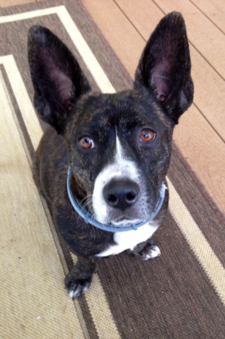 Wynne, a Staffordshire Terrier and Russell-type Terrier mix tested with EmbarkVet.com