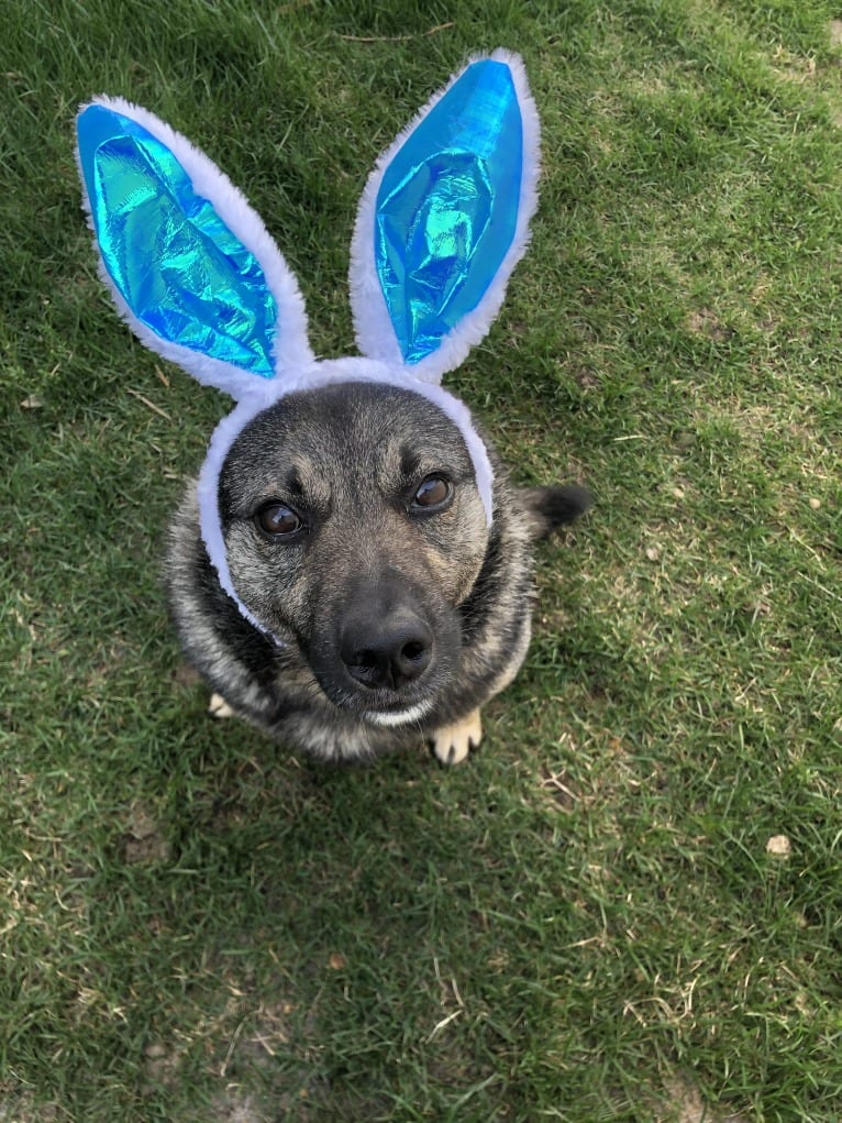 Smokey, a Norwegian Elkhound tested with EmbarkVet.com