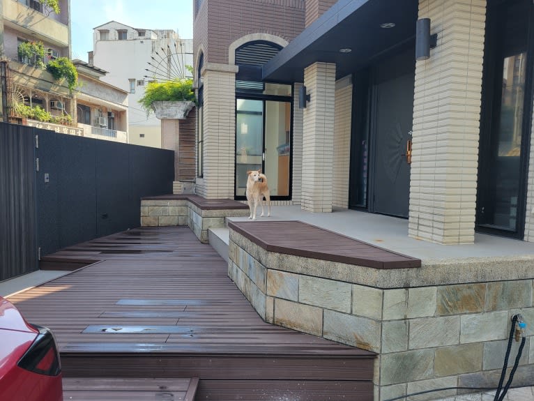 Mantou, a Shiba Inu and Labrador Retriever mix tested with EmbarkVet.com