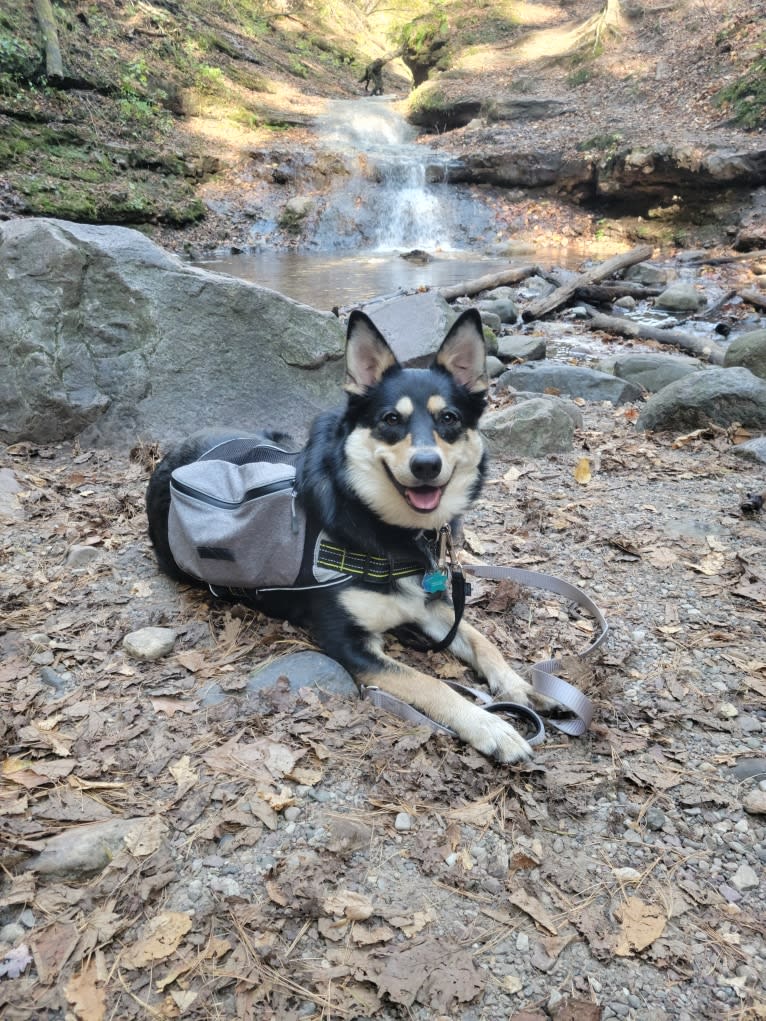 Charlie, a German Shepherd Dog and Australian Cattle Dog mix tested with EmbarkVet.com