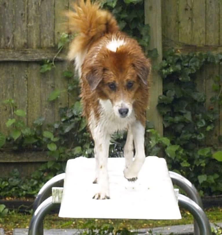 Bentley, a Chow Chow and Labrador Retriever mix tested with EmbarkVet.com