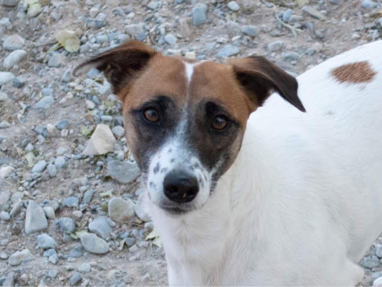 Lollipop, a Whippet and Border Collie mix tested with EmbarkVet.com