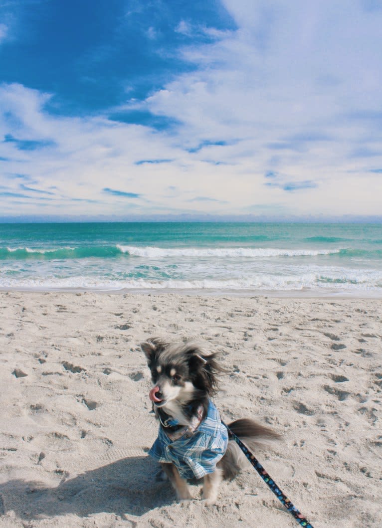 Teddy, a Chihuahua and Pomeranian mix tested with EmbarkVet.com