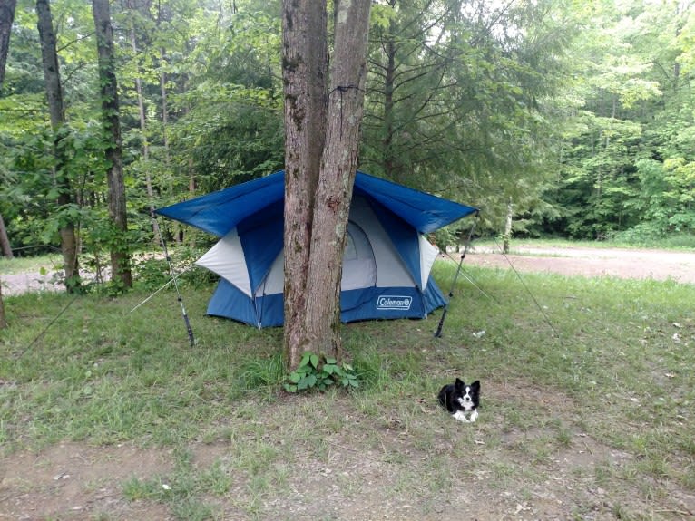 Daisy, a Chihuahua tested with EmbarkVet.com