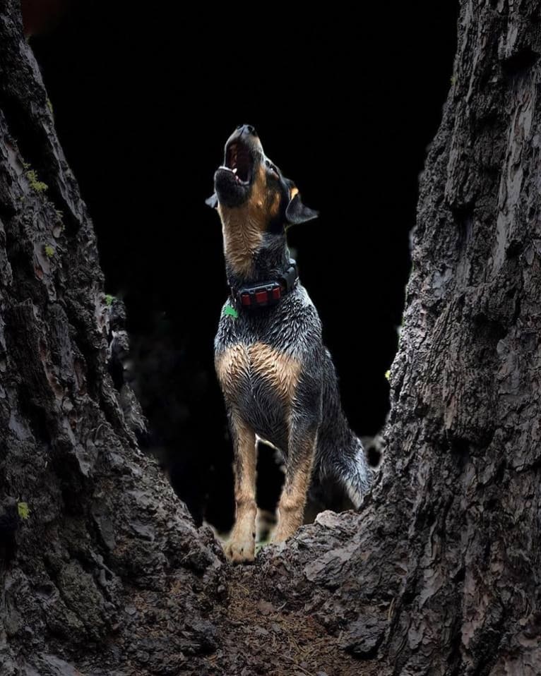 Levi, an Australian Cattle Dog and Bluetick Coonhound mix tested with EmbarkVet.com