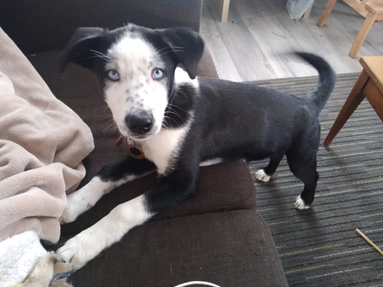 Joséphine, an Alaskan-type Husky tested with EmbarkVet.com