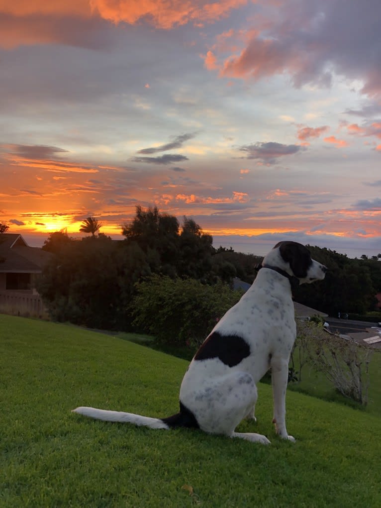 El Guapo, a Brittany and Catahoula Leopard Dog mix tested with EmbarkVet.com