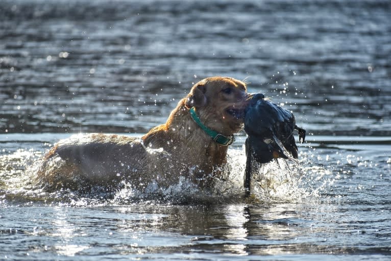 Murc, a Labrador Retriever tested with EmbarkVet.com