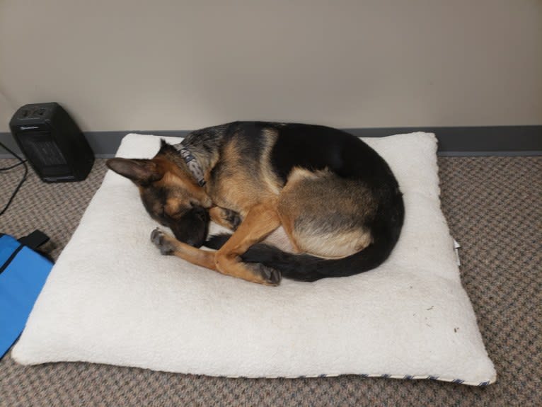 Kiowa, a German Shepherd Dog tested with EmbarkVet.com