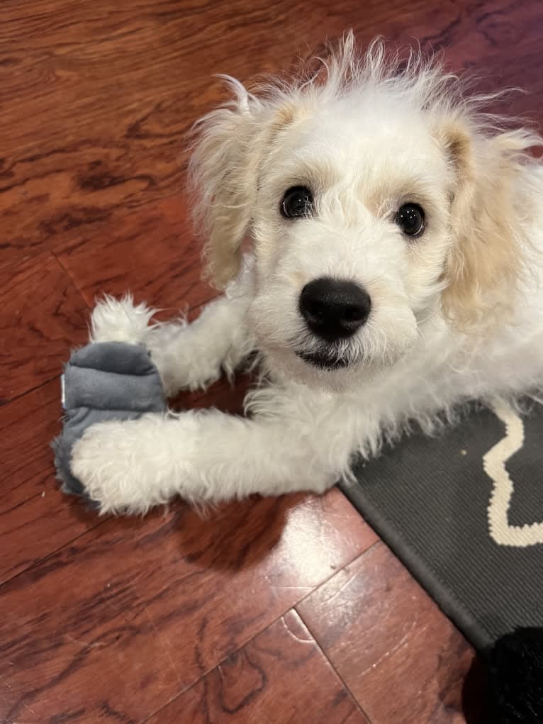 Milo, a Poodle (Small) and Cocker Spaniel mix tested with EmbarkVet.com