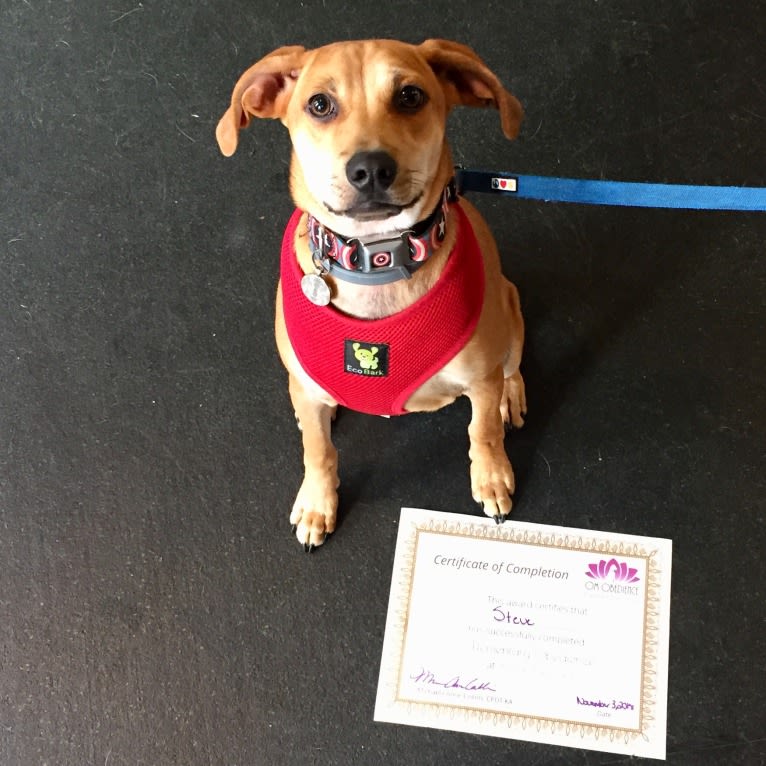 Steve, a Mountain Cur and Chihuahua mix tested with EmbarkVet.com