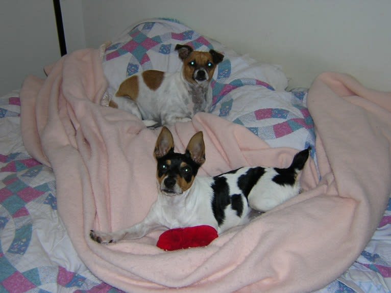 Roo, a Rat Terrier and Chihuahua mix tested with EmbarkVet.com