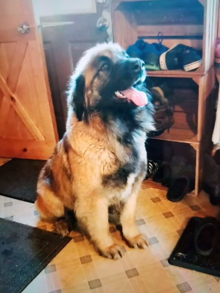 Beauty, a Leonberger tested with EmbarkVet.com