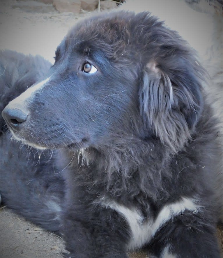 Otto, an Anatolian Shepherd Dog and Great Pyrenees mix tested with EmbarkVet.com