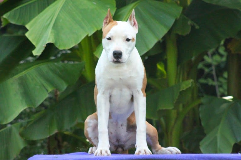 Aloha, an American Staffordshire Terrier tested with EmbarkVet.com
