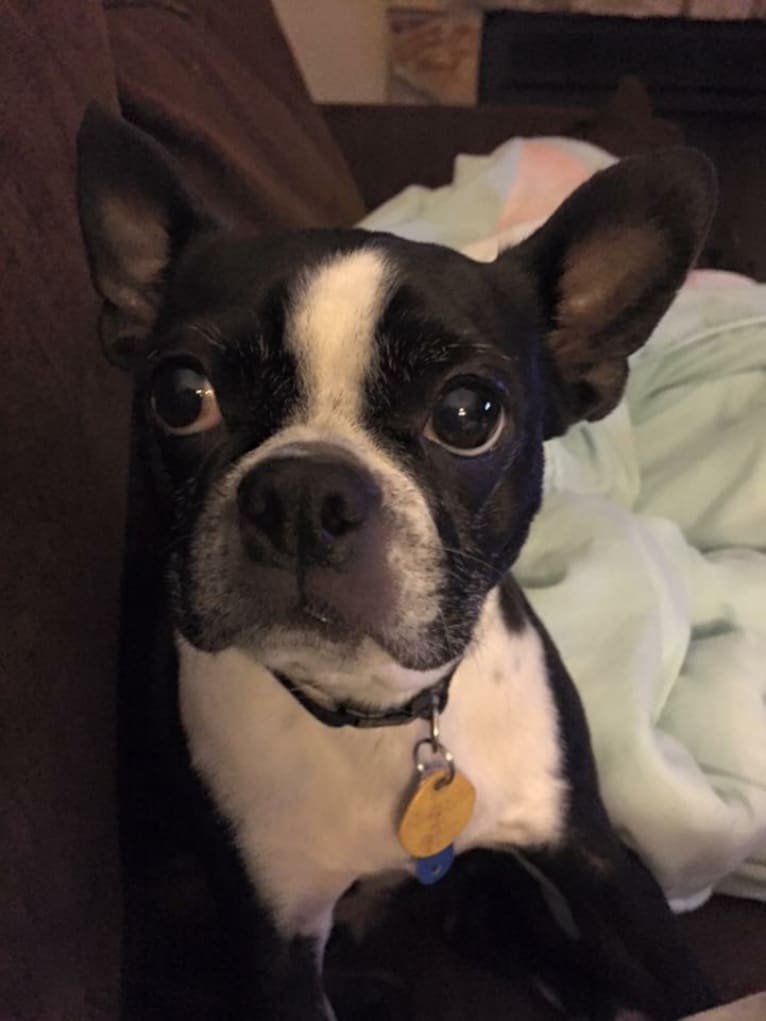 Pearl, a Boston Terrier tested with EmbarkVet.com