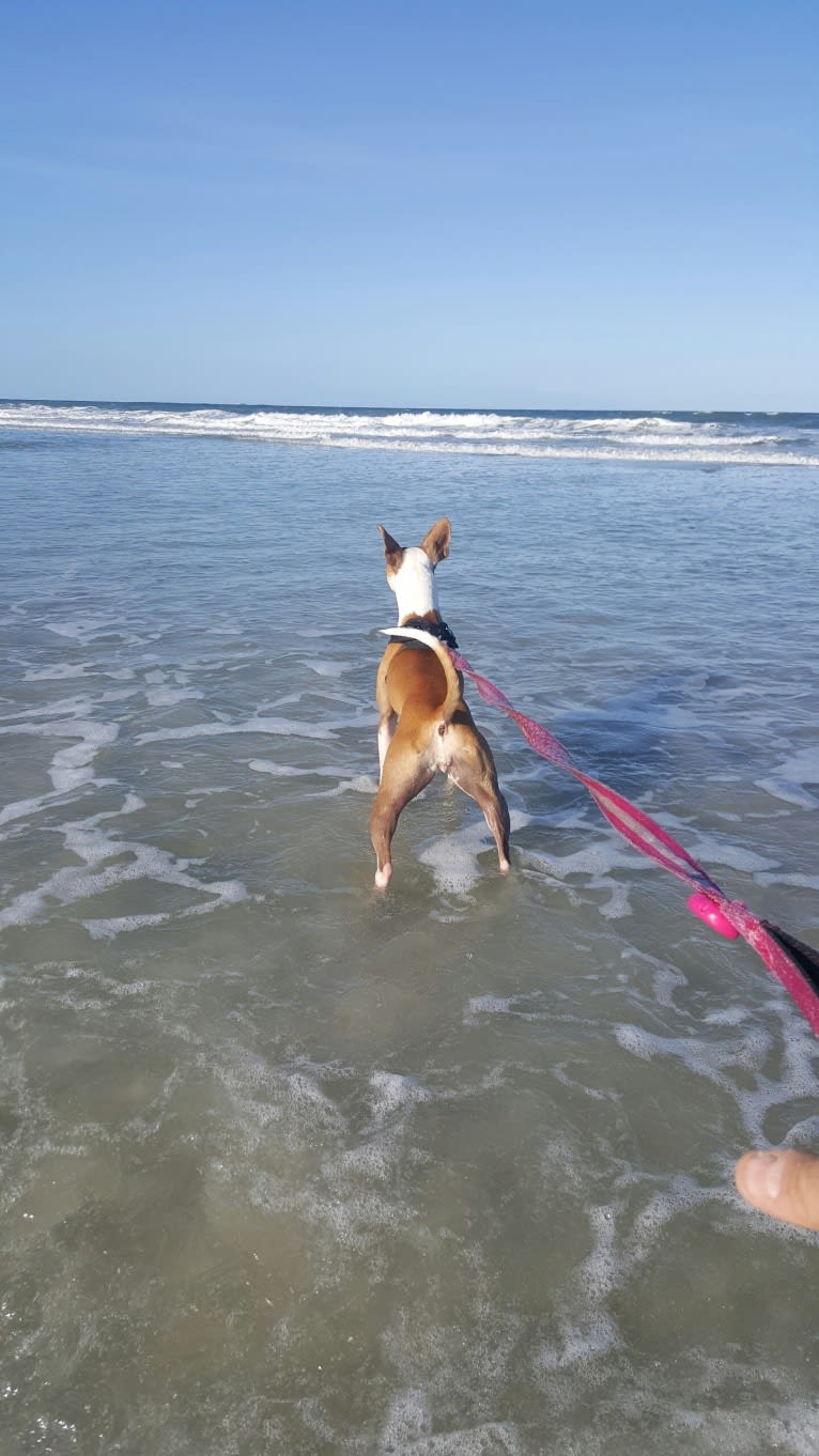 Cappucino, a Chihuahua and American Pit Bull Terrier mix tested with EmbarkVet.com