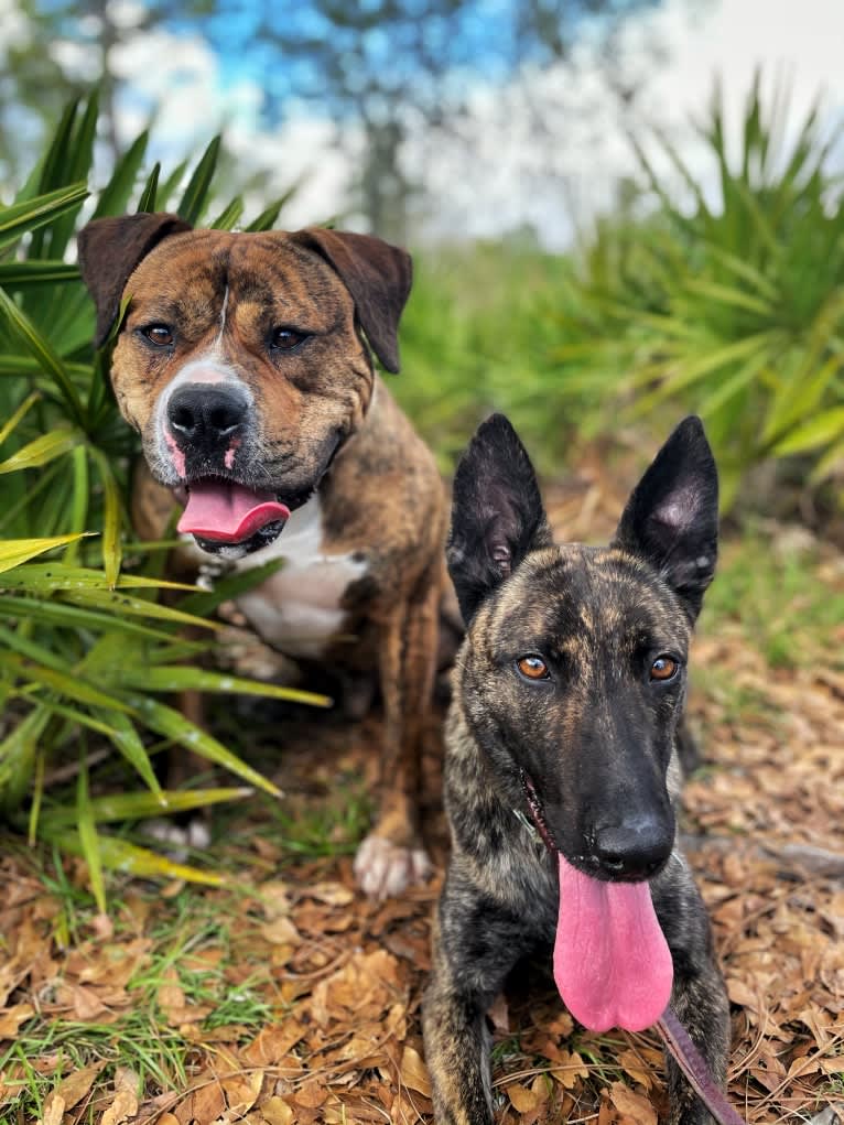 Jinx Van Patriot, a Dutch Shepherd and German Shepherd Dog mix tested with EmbarkVet.com