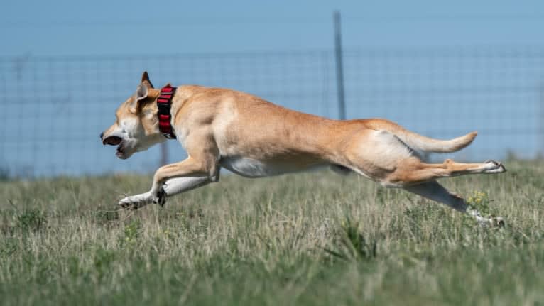 Loomy, a Carolina Dog tested with EmbarkVet.com