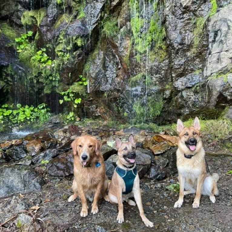 Everhett, a German Shepherd Dog and Australian Cattle Dog mix tested with EmbarkVet.com