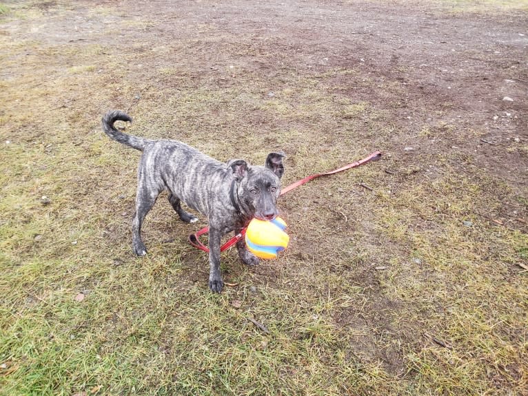 Newton, an American Bulldog and Labrador Retriever mix tested with EmbarkVet.com