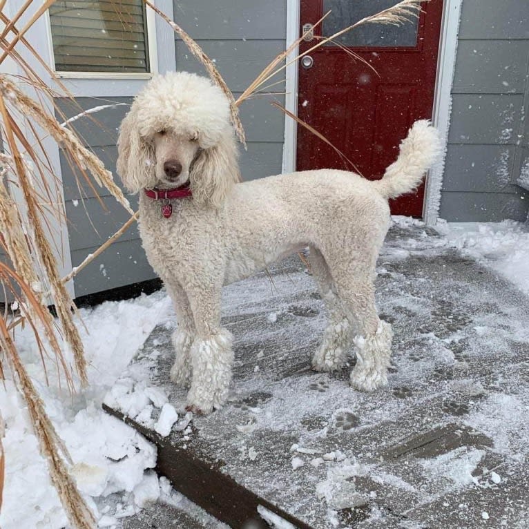 Shandy, a Poodle (Standard) tested with EmbarkVet.com