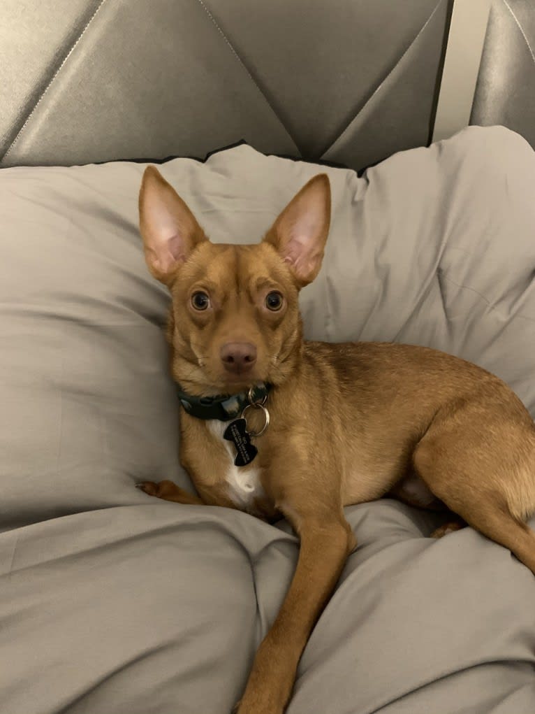 Photo of Gio, a Chihuahua, Pomeranian, and Cocker Spaniel mix in New York, New York, USA