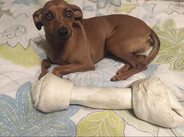 Preston, a Miniature Pinscher and Dachshund mix tested with EmbarkVet.com