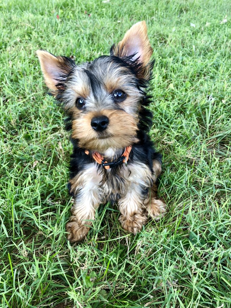 Bentley, a Yorkshire Terrier tested with EmbarkVet.com