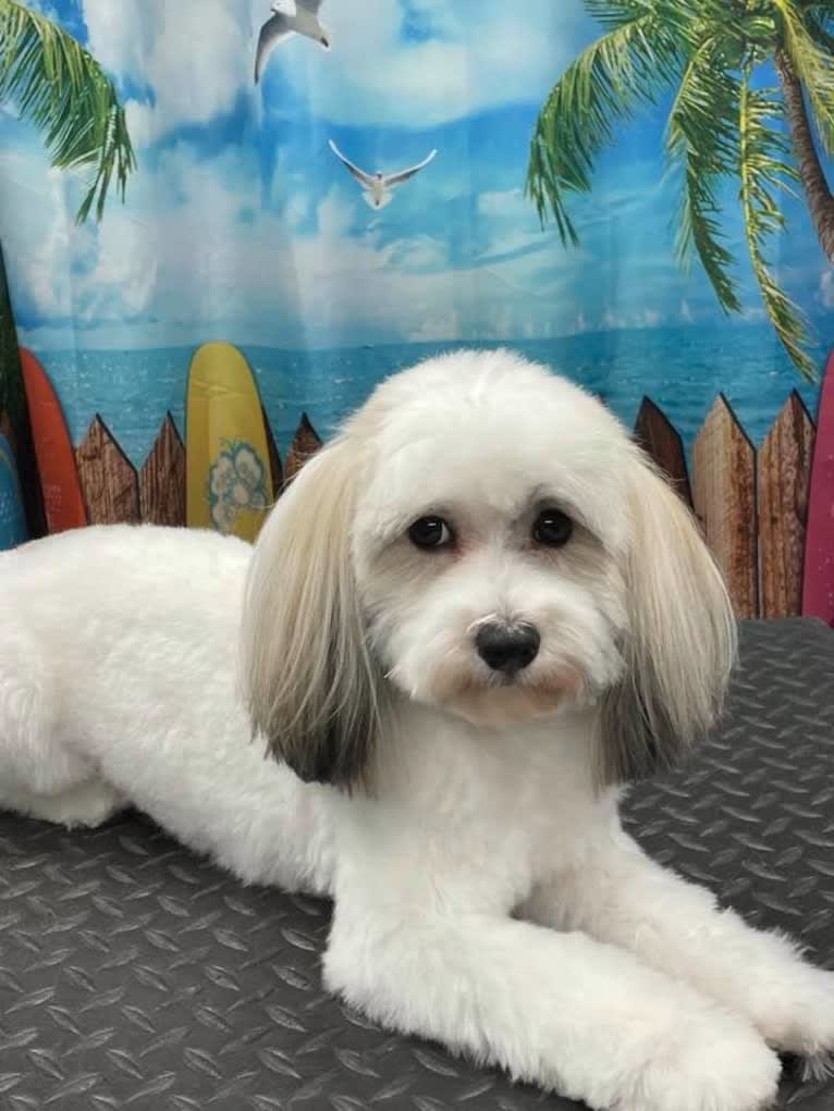 Liam, a Havanese tested with EmbarkVet.com