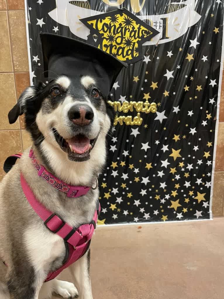 Keira, an Alaskan Malamute and Siberian Husky mix tested with EmbarkVet.com