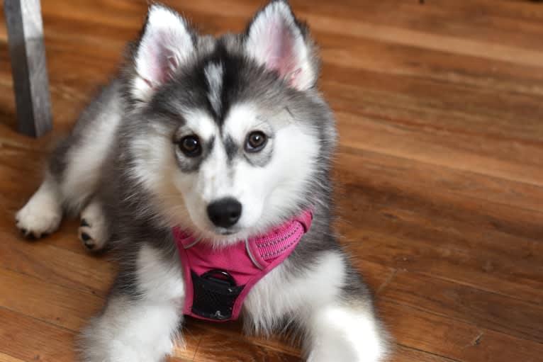Dharma, an American Eskimo Dog and Siberian Husky mix tested with EmbarkVet.com