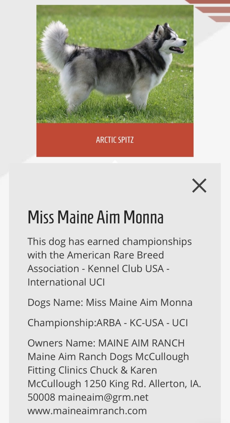 Moana, a Siberian Husky and Pomeranian mix tested with EmbarkVet.com