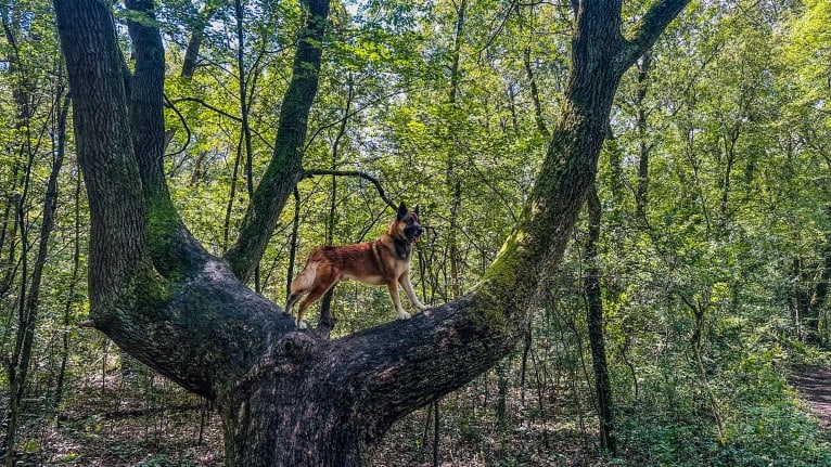 Anouk, a Yakutian Laika and Akita Inu mix tested with EmbarkVet.com