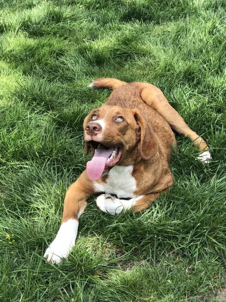 Viola, an American Pit Bull Terrier and Catahoula Leopard Dog mix tested with EmbarkVet.com