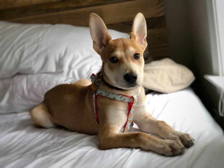 Niku, an American Pit Bull Terrier and German Shepherd Dog mix tested with EmbarkVet.com