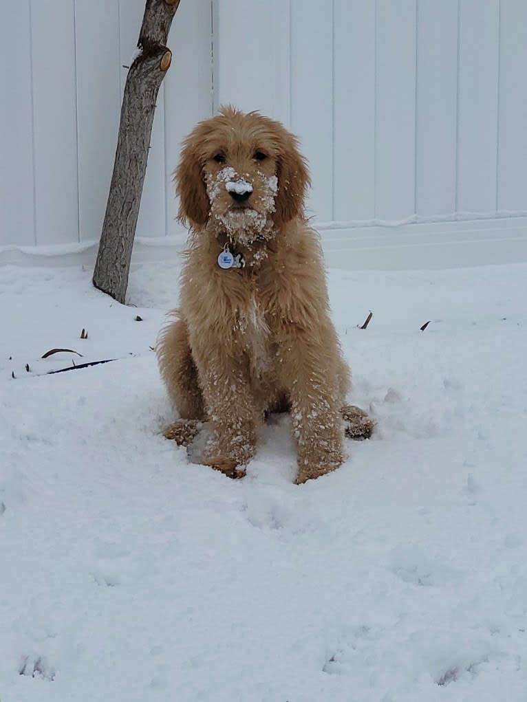 Tobias Lincoln, a Goldendoodle tested with EmbarkVet.com