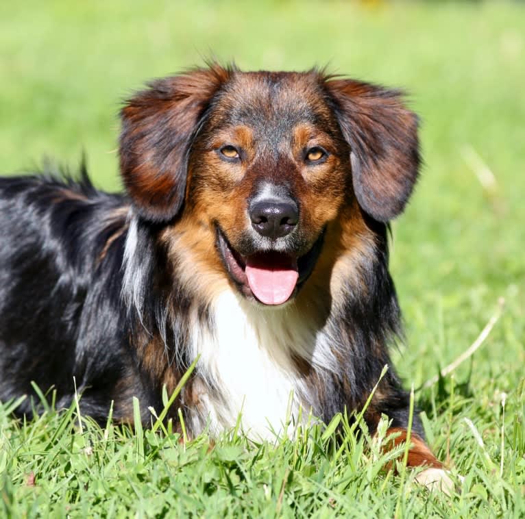 Burley, an English Shepherd tested with EmbarkVet.com